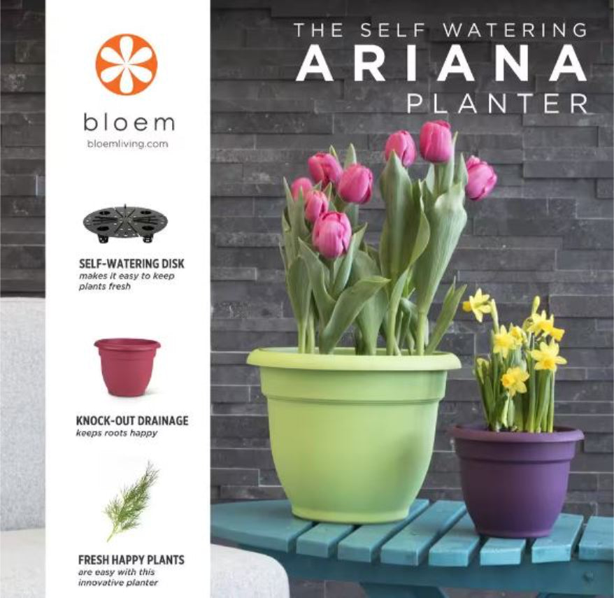 ARIANA LIVING GREEN PLANTER 6 INCH