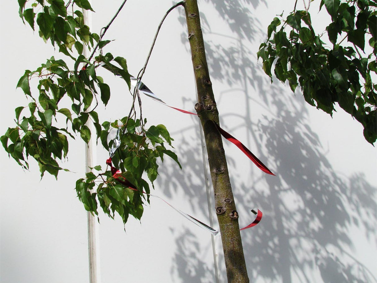 شريط فلاش من بيرد بي جن 1 بوصة X 50 قدم