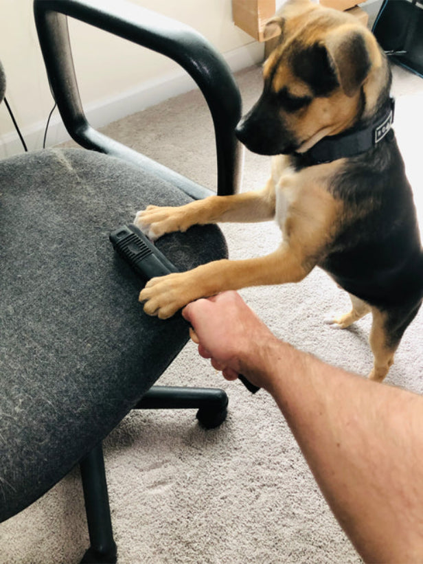 فرشاة إزالة شعر الحيوانات الأليفة كيميكال جايز - أسود-4