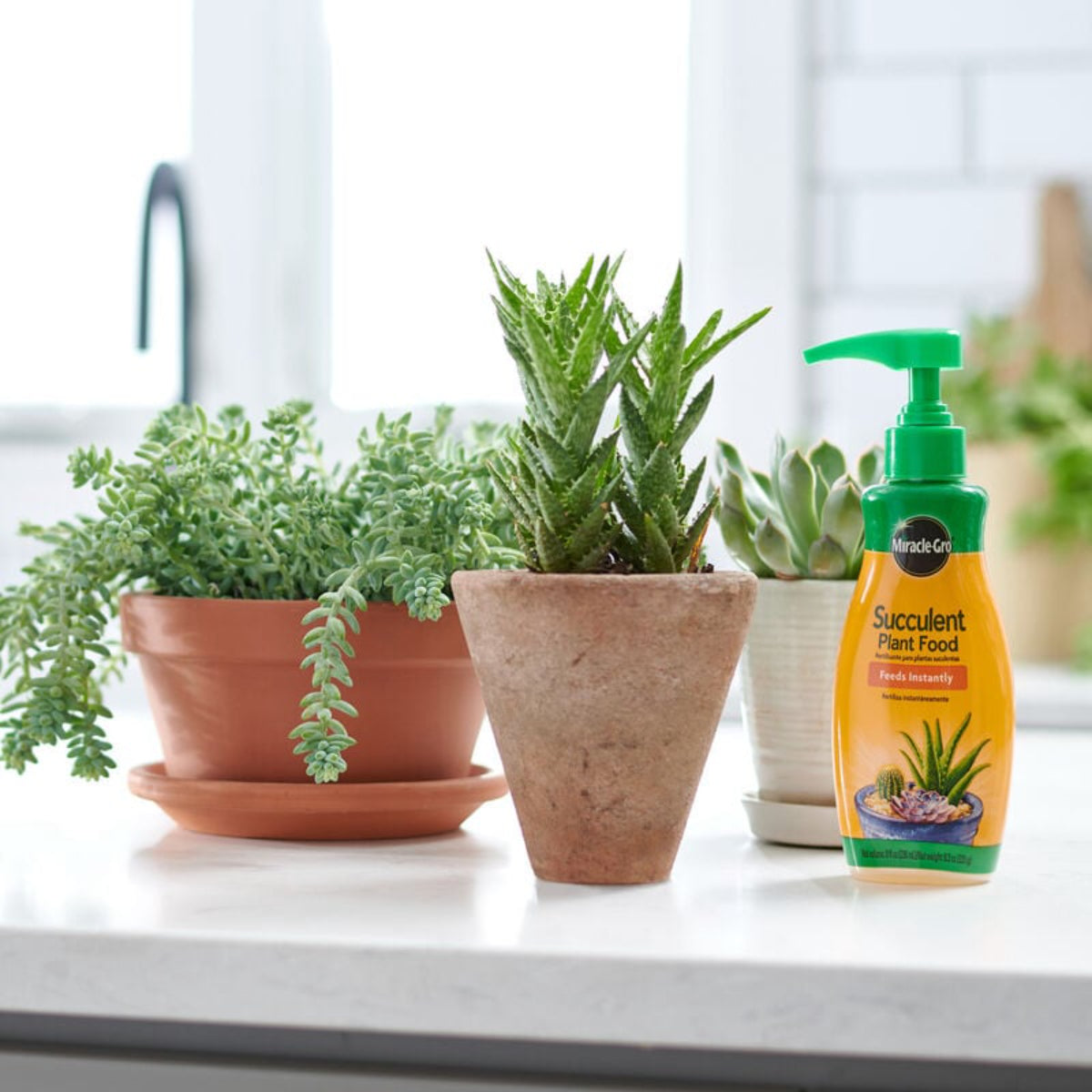 MG 8OZ Succu Plant Food