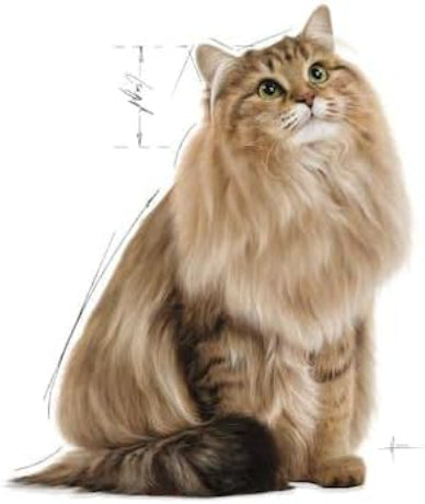 طعام القطط الرطب رويال كانين بالعناية الهضمية بالمرق - 85 جرام-5