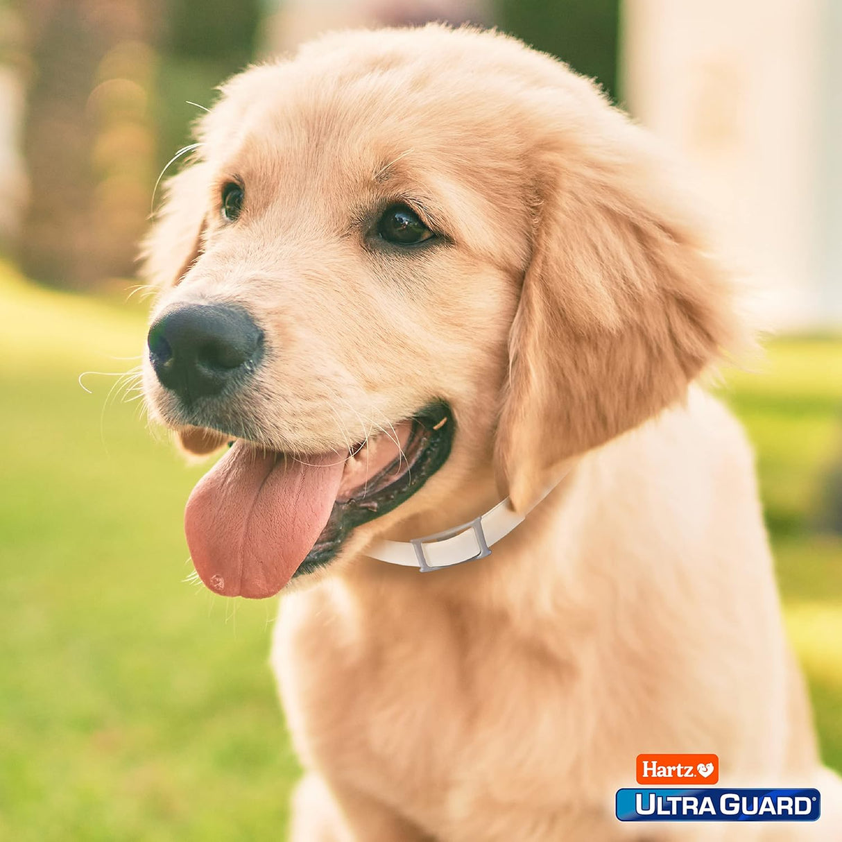 طوق البراغيث للكلاب ألترا جارد برائحة منعشة من هارتز، 26 بوصة - ابيض