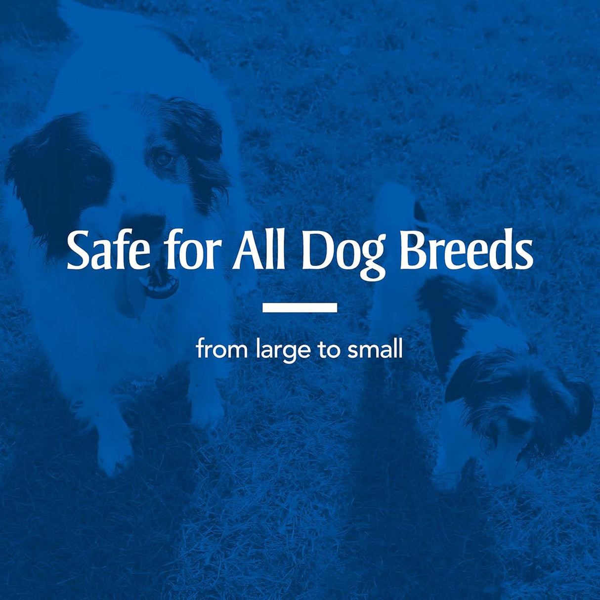 سائل ازالة الديدان بيتارم شور شوت 2X للكلاب من بيت ارمور - 60 مل