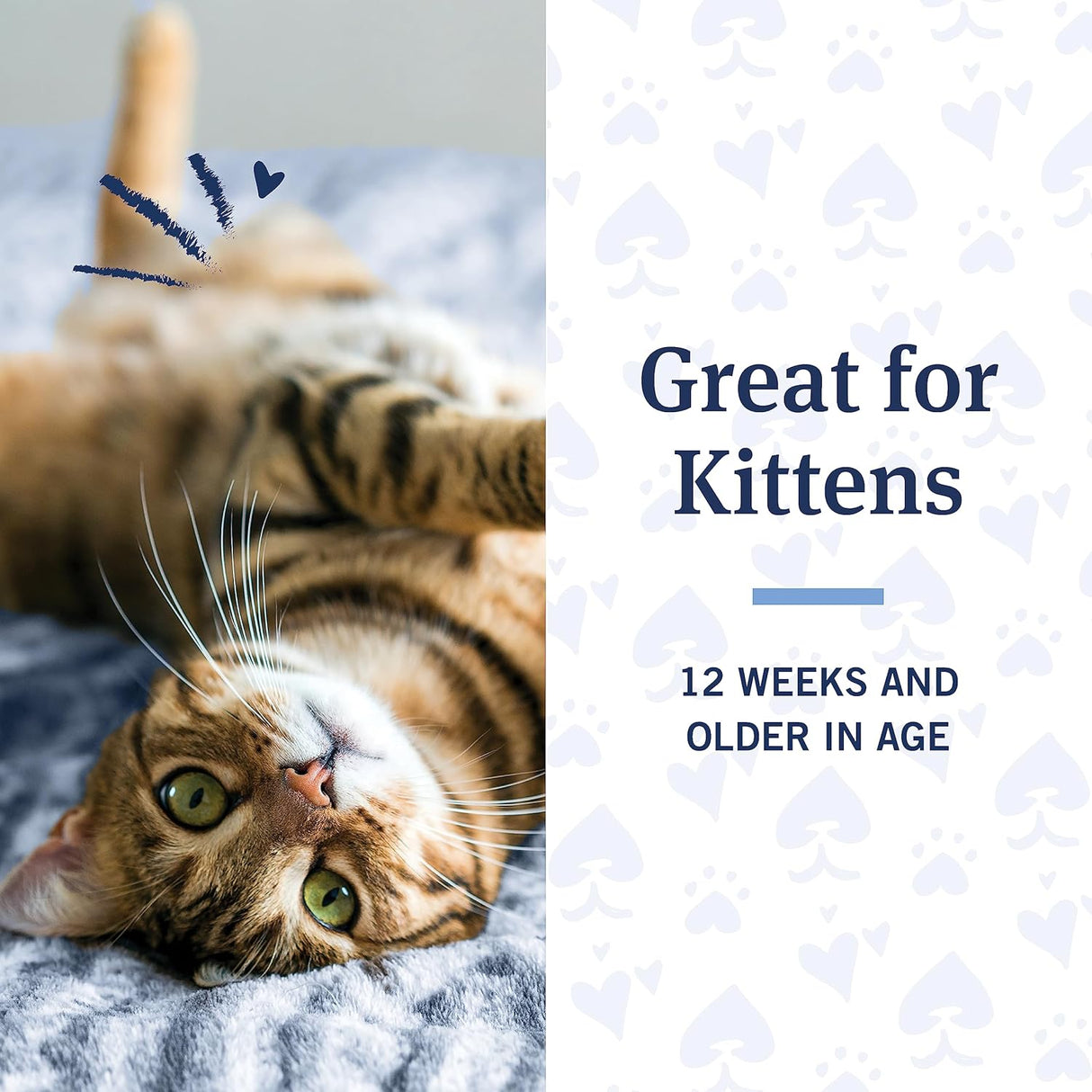 شامبو للحماية من البراغيث والقراد بيتارم للقطط من بيت ارمور - 355 مل