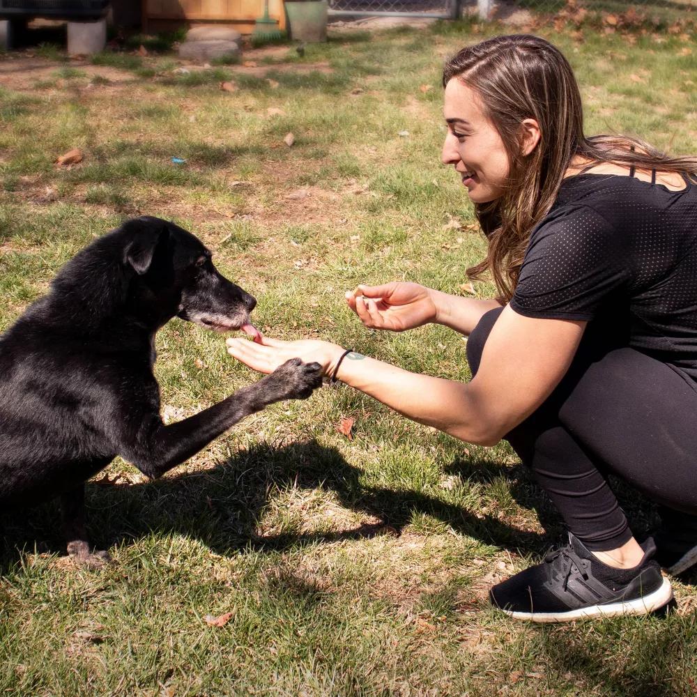مكمل غذائي قابل للمضغ كلايمنج بنكهة مدخنة للكلاب من من بيت ارمور - 60 قطعة - 140